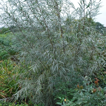 Salix exigua