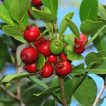 Psidium cattleianum