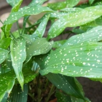 Aspidistra elatior 'Milky Way'
