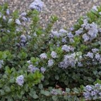Ceanothus gloriosus 'Pt. Reyes'