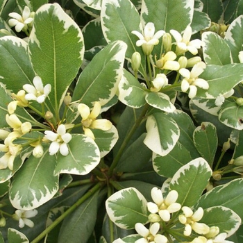 Pittosporum tobira