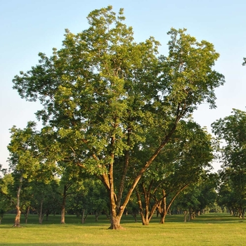 Carya illinoinensis 'Pawnee'