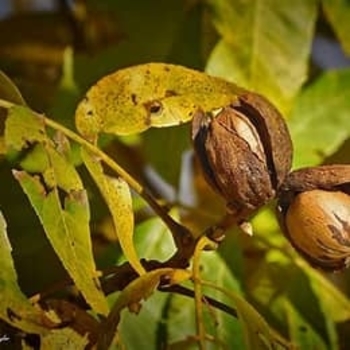 Carya illinoinensis 'Sumner'