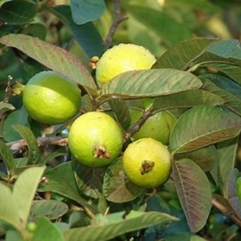 Psidium guajava
