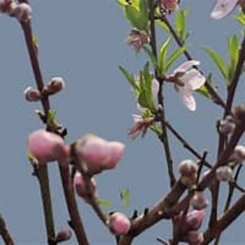 Prunus salicina 'Scarlet Beauty'