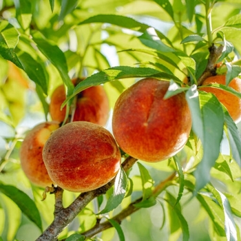 Prunus persica 'Tropic Beauty'
