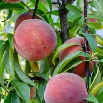 Prunus persica 'Florida King'