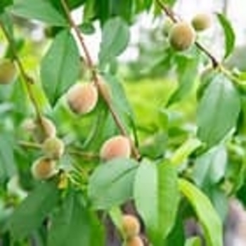 Prunus persica 'Tropic Snow'