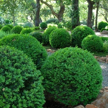 Buxus microphylla 'Faulkner' 