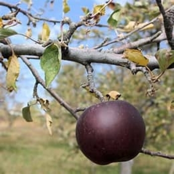Malus pumila 'Lonacre' Lonacre