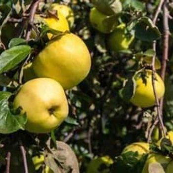 Malus domestica 'Ein Shemer'