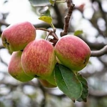 Malus domestica 'Anna' 