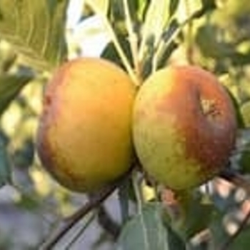 Malus domestica 'Stayman Winesap' 