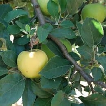 Malus domestica 'Golden Dorsett' 