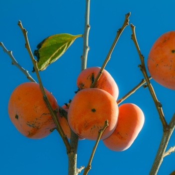 Diospyros 'Rosseyanka'