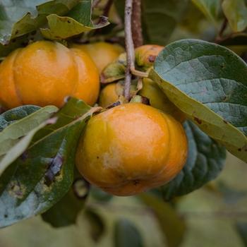 Diospyros kaki 'Izu'