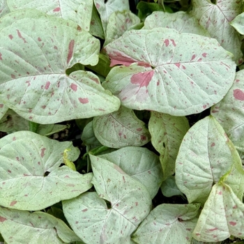 Syngonium podophyllum