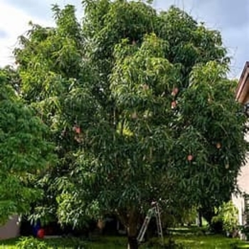 Mangifera indica