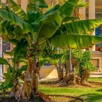 Musa 'Super Dwarf Cavendish'