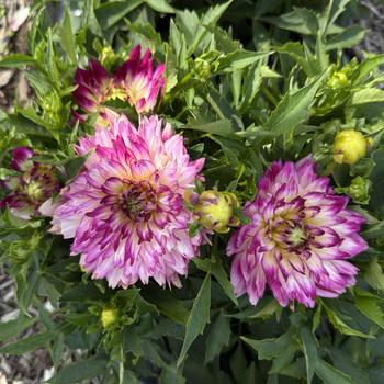 Dahlia LaBella® 'Maggiore Fun Rose Bicolor' (312681)