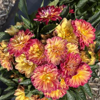 Dahlia 'Medio Fun Flame' 