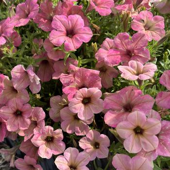 Petunia 'Tea Flamingo' 