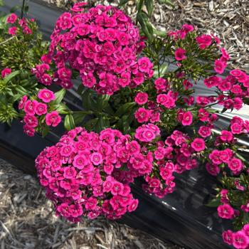 Dianthus Jolt™ '' (312684)