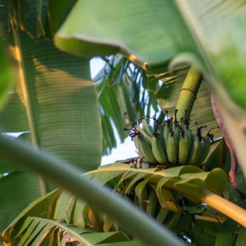 Musa acuminata 'Gran Nain' 