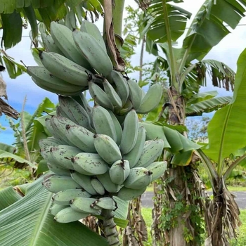 Musa acuminata 'Ice Cream' 