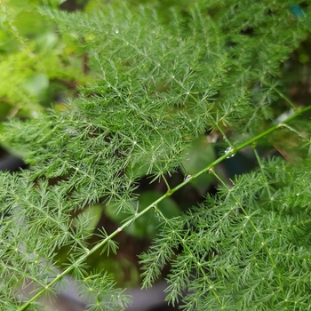 Asparagus aethiopicus