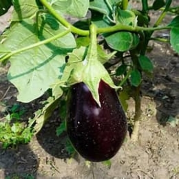 Solanum melongena 'Black Beauty' 