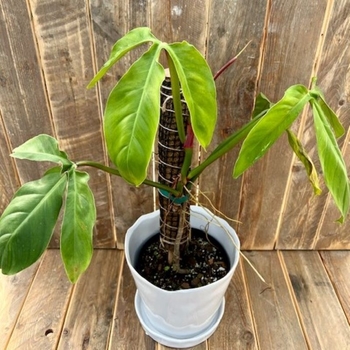 Philodendron tripartitum 'Artium' 