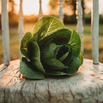 Lactuca sativa 'Parris Island (Cos)'