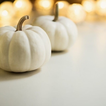 Cucurbita 'Casperita' 