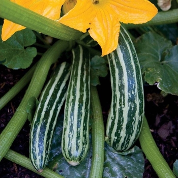 Cucurbita 'Baby Bush'