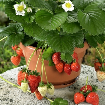 Fragaria 'Rainbow Treasure' 