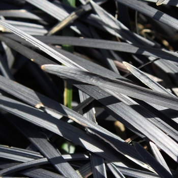 Ophiopogon planiscapus 'Arabicus'