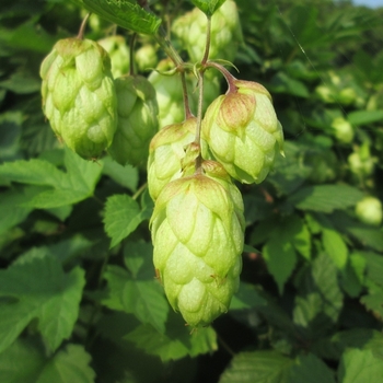 Humulus lupulus