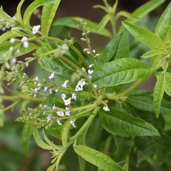 Aloysia triphylla