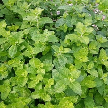 Mentha suaveolens