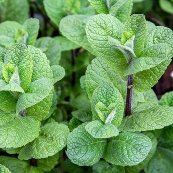 Mentha spicata 'Mojito Cocktail Mint' 