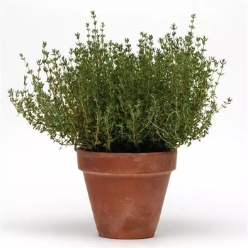 Thymus 'Multiple Varieties' 