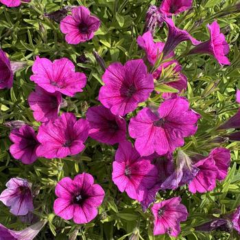 Petunia Shock Wave™ '' (312734)