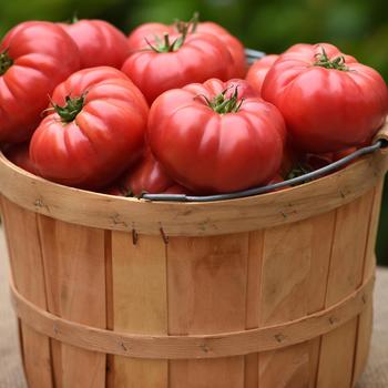 Lycopersicon esculentum 'Wonderstar Pink' (312736)