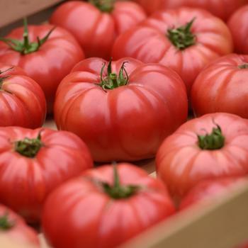 Lycopersicon esculentum 'Wonderstar Pink' (312737)