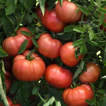 Lycopersicon esculentum 'Wonderstar Pink' (312738)