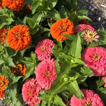 Zinnia elegans Elegant™ '' (312739)