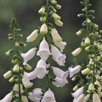 Digitalis purpurea 'Hanabee White' (312741)