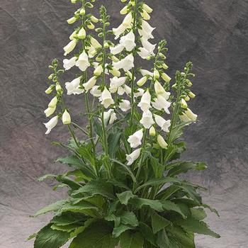 Digitalis purpurea 'Hanabee White' (312742)