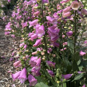 Digitalis purpurea 'Hanabee Rose' (312745)